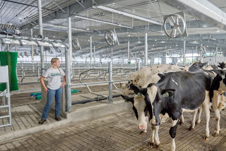 A student employerr at the MSU Dairy Farm.